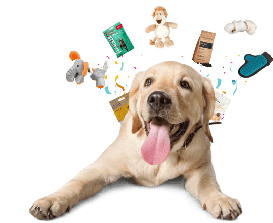 Dog with toys